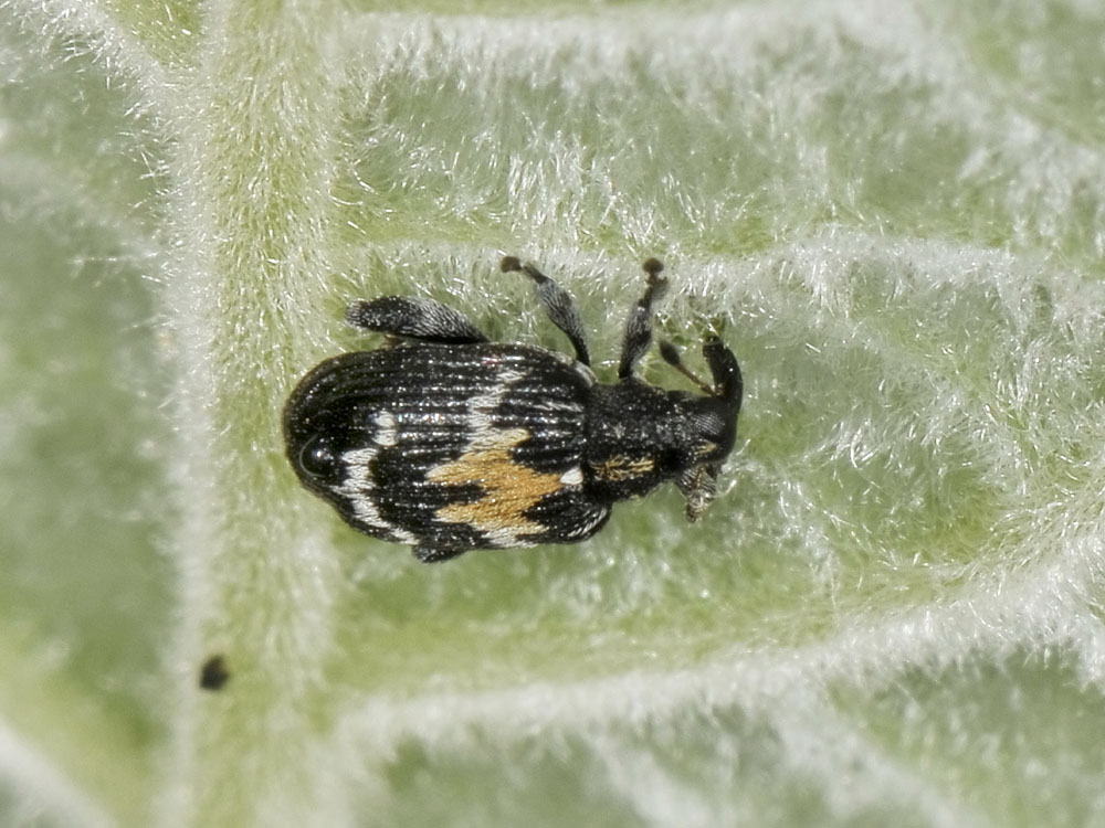 Tachyerges salicis (Curculionidae)